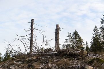 Image showing Tall stumps in a clear cut forest area