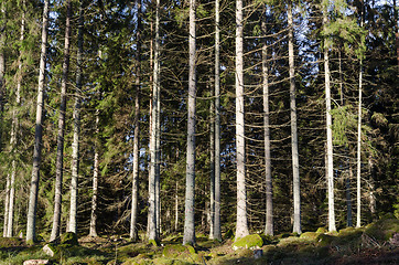 Image showing Bright spruce tree forest