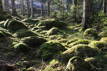 Image showing Green mossy forest ground