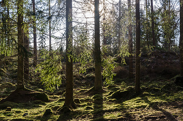 Image showing Beautiful backlit mossy forest