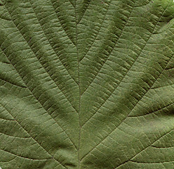 Image showing Hazel tree leaf