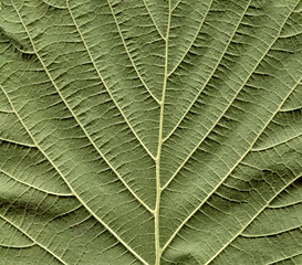 Image showing Hazel tree leaf