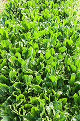 Image showing culture of organic salad in greenhouses