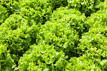 Image showing culture of organic salad in greenhouses