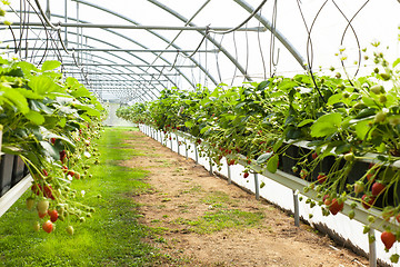 Image showing culture in a greenhouse strawberry and strawberries