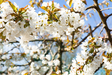 Image showing flowering cherry branch on a blue sky