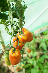 Image showing Organic tomatoes in a greenhouse