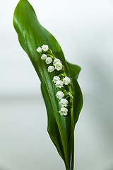 Image showing lily of the valley with 13 bells lucky