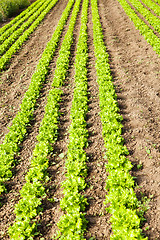 Image showing culture of organic salad in greenhouses