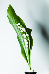 Image showing lily of the valley with 13 bells lucky