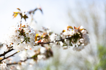 Image showing flowering cherry branch on a blue sky