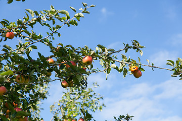 Image showing apples in an apple tree in summer