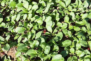 Image showing organic radish planting in greenhouses