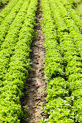 Image showing culture of organic salad in greenhouses