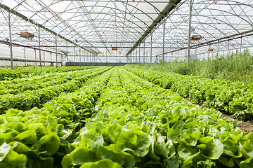 Image showing culture of organic salad in greenhouses