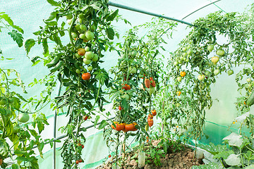 Image showing Organic tomatoes in a greenhouse