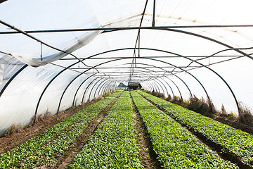 Image showing organic radish planting in greenhouses