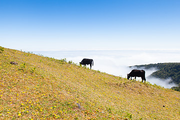 Image showing Cow and veal pasture in the mountains madeira