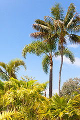 Image showing palm garden under a blue sky