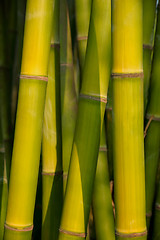 Image showing Bamboo close up in bamboo grove