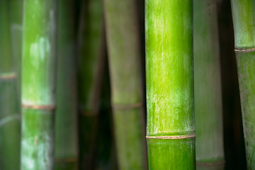 Image showing Bamboo close up in bamboo grove