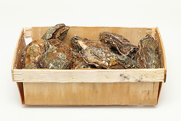 Image showing Box of Oysters