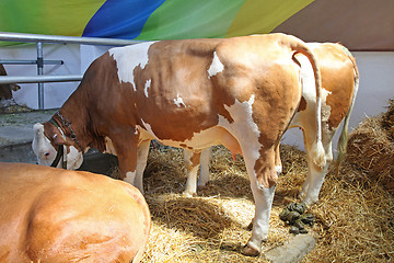 Image showing Cows