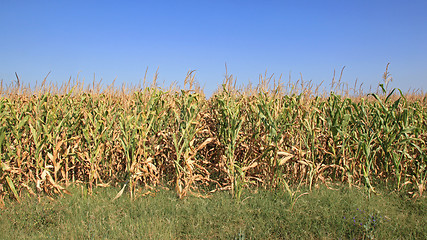 Image showing Corn Fields