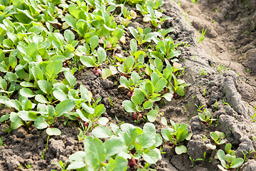 Image showing organic radish planting in greenhouses