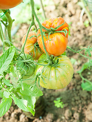 Image showing Organic tomatoes in a greenhouse