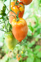 Image showing Organic tomatoes in a greenhouse