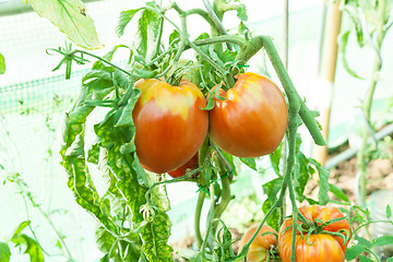 Image showing Organic tomatoes in a greenhouse