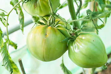 Image showing Organic tomatoes in a greenhouse