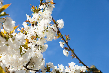 Image showing flowering cherry branch on a blue sky