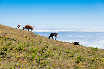 Image showing Cow and veal pasture in the mountains madeira