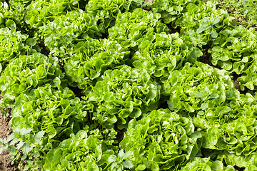 Image showing culture of organic salad in greenhouses