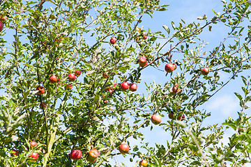 Image showing apples in an apple tree in summer