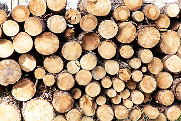 Image showing pile of pine tree trunks cut