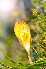 Image showing crocus yellow in the morning frost