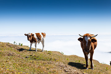 Image showing Cow and veal pasture in the mountains madeira