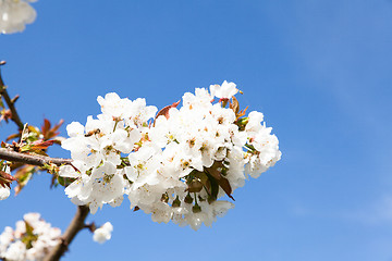 Image showing flowering cherry branch on a blue sky