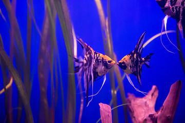 Image showing aquarium with colorful fishes