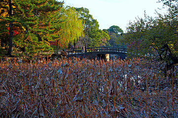 Image showing oriental lgarden