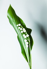 Image showing lily of the valley with 13 bells lucky