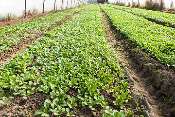 Image showing organic radish planting in greenhouses