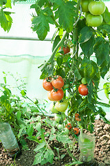 Image showing Organic tomatoes in a greenhouse