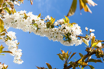 Image showing flowering cherry branch on a blue sky