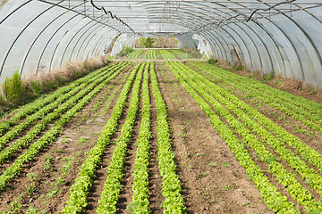 Image showing culture of organic salad in greenhouses