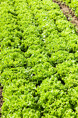 Image showing culture of organic salad in greenhouses