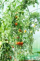 Image showing Organic tomatoes in a greenhouse